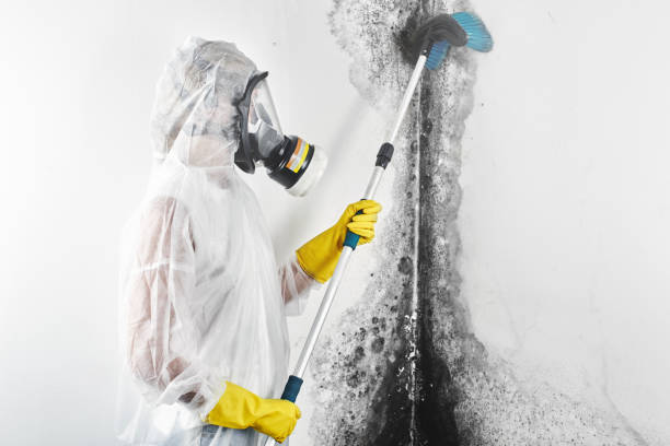 Best Mold Remediation for Healthcare Facilities  in Stone Ridge, NY