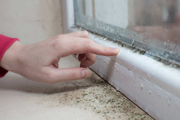Best Black Mold Removal  in Stone Ridge, NY